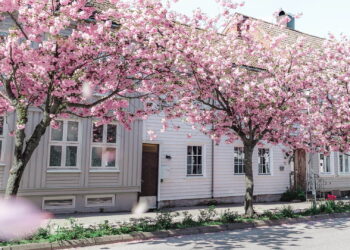 Spring Blossoms, Spring flowers