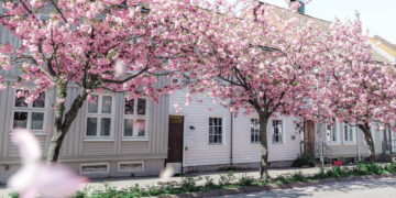 Spring Blossoms, Spring flowers