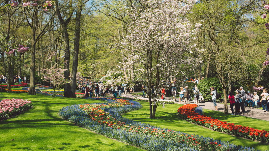 Spring Blossoms, Spring flowers 
